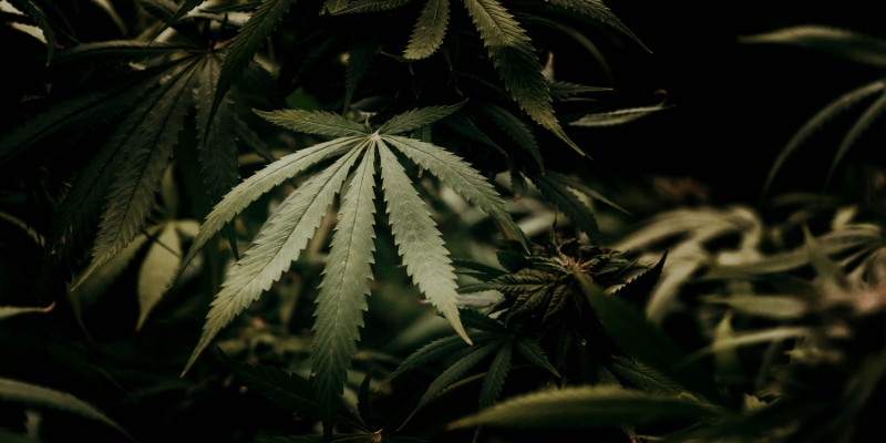 a photo of a cannabis leaf on a plant