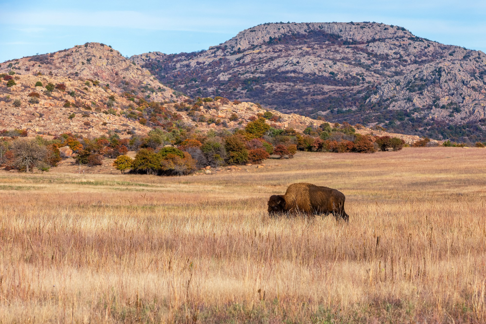 bison range wichita mountains wildlife refuge located southwestern oklahoma