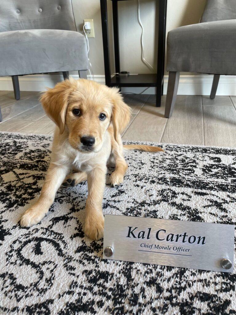 The office pet of vertices accounting: a golden retriever named Kal