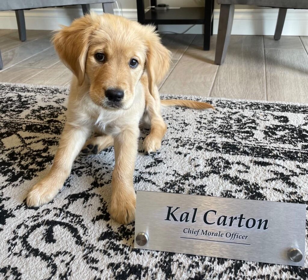 The office pet of vertices accounting: a golden retriever named Kal