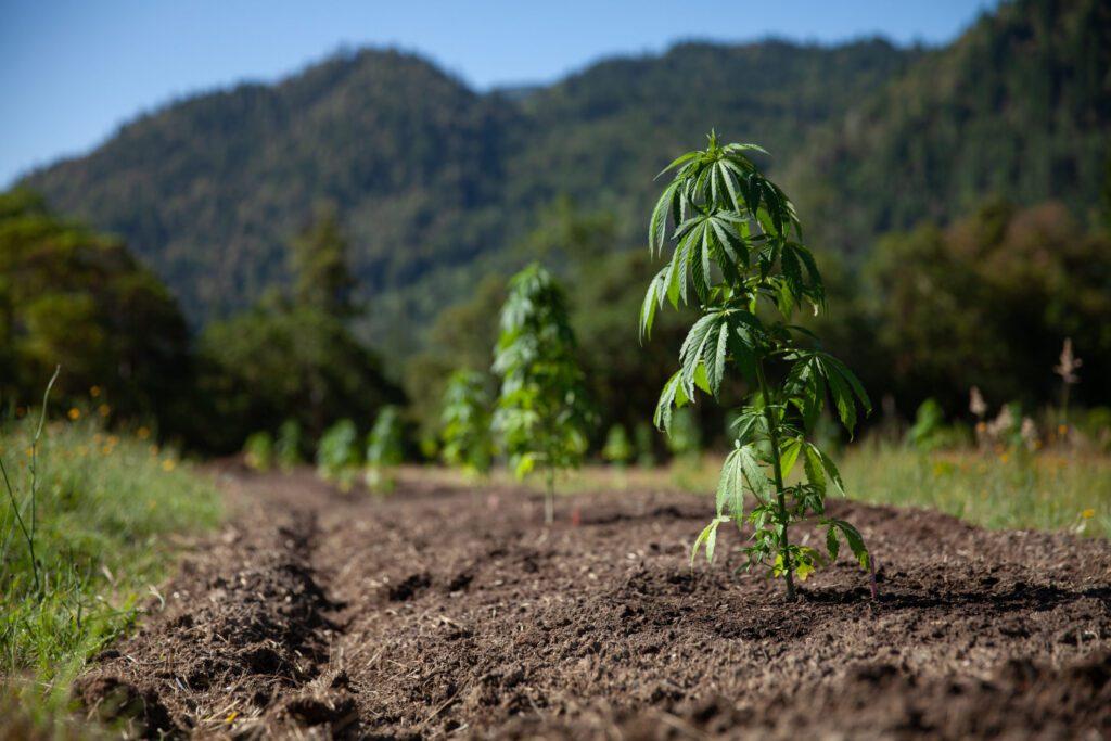 a cannabis plant growing in a field