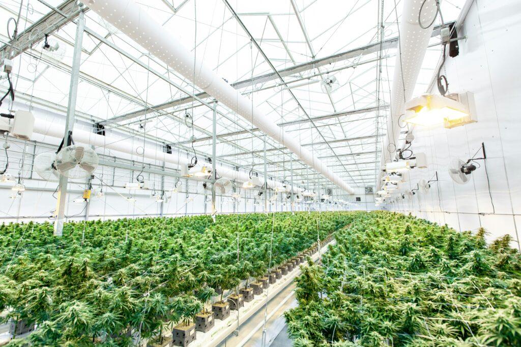 A commercial cannabis grow house